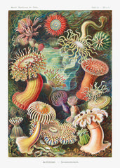 Actiniae–Seeanemonen from Kunstformen der Natur (1904) by Ernst Haeckel
