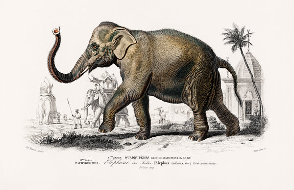 Asiatic elephant (Elephas maximus) indicus illustrated by Charles Dessalines D' Orbigny (1806-1876)