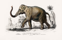 Asiatic elephant (Elephas maximus) indicus illustrated by Charles Dessalines D' Orbigny (1806-1876)