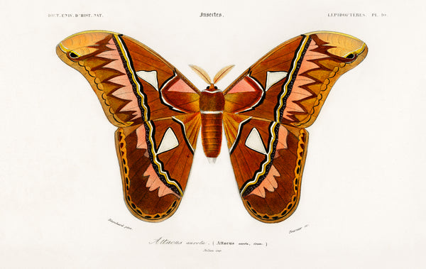 Attacus Atlas Moth (Attacus Aurora) illustrated by Charles Dessalines D' Orbigny (1806-1876)