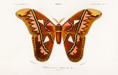 Attacus Atlas Moth (Attacus Aurora) illustrated by Charles Dessalines D' Orbigny (1806-1876)
