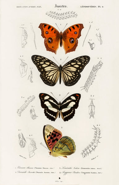 Collection of butterflies illustrated by Charles Dessalines D' Orbigny (1806-1876)