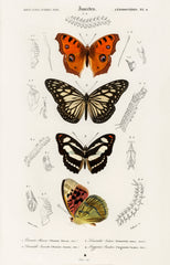 Collection of butterflies illustrated by Charles Dessalines D' Orbigny (1806-1876)