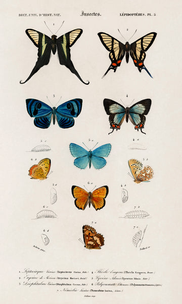 Collection of hand drawings of butterflies illustrated by Charles Dessalines D' Orbigny (1806-1876)