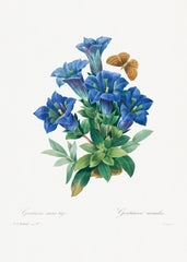 Gentiana Acaulis by Pierre-Joseph Redouté (1759–1840)