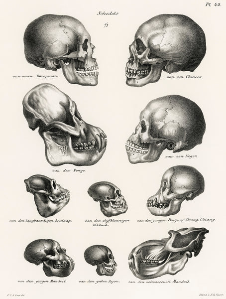 Human Monkey and Ape Skulls (1845) by Schinz de Visser : College Ruled Notebook: From Volledige Natuurlijke Historie der Zoogdieren