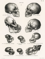 Human Monkey and Ape Skulls (1845) by Schinz de Visser : College Ruled Notebook: From Volledige Natuurlijke Historie der Zoogdieren