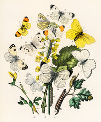 Illustrations from the book European Butterflies and Moths by William Forsell Kirby (1882)