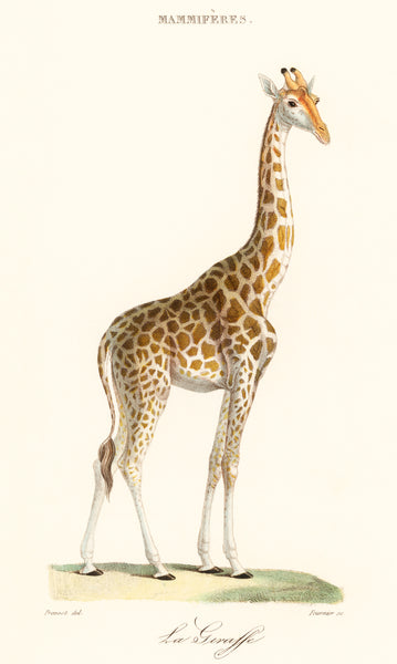 La Giraffe (1837) by Florent Prevos (1794-1870)