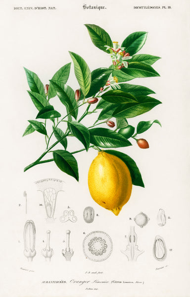 Lemon (Citrus Limonium) illustrated by Charles Dessalines D' Orbigny (1806-1876)
