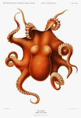 Octopus illlustration from Deutschen Tiefsee-Expedition, German Deep-Sea Expedition (1898–1899) by Carl Chun