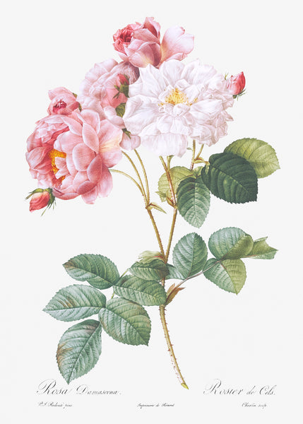 Rosa × damascena, Rosebush (Rosa damascena) from Les Roses (1817–1824) by Pierre-Joseph Redouté