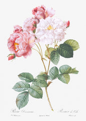 Rosa × damascena, Rosebush (Rosa damascena) from Les Roses (1817–1824) by Pierre-Joseph Redouté
