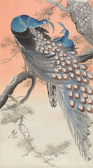 Two peacocks on tree branch (1900 - 1930) by Ohara Koson