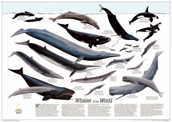 Whales of the World - Published 1976 by National Geographic