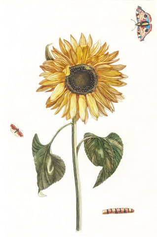 A sunflower, a caterpillar and two butterflies by Johan Teyler (1648-1709)
