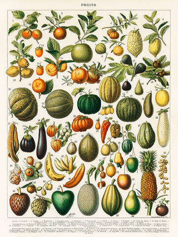 A vintage illustration of a wide variety of fruits and vegetables from the book, Nouveau Larousse Illustre (1898), by Larousse, Pierre, Augé and Claude
