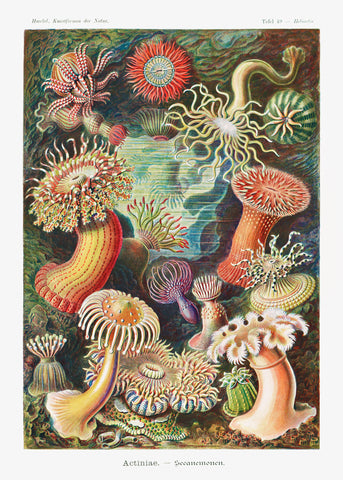 Actiniae–Seeanemonen from Kunstformen der Natur (1904) by Ernst Haeckel