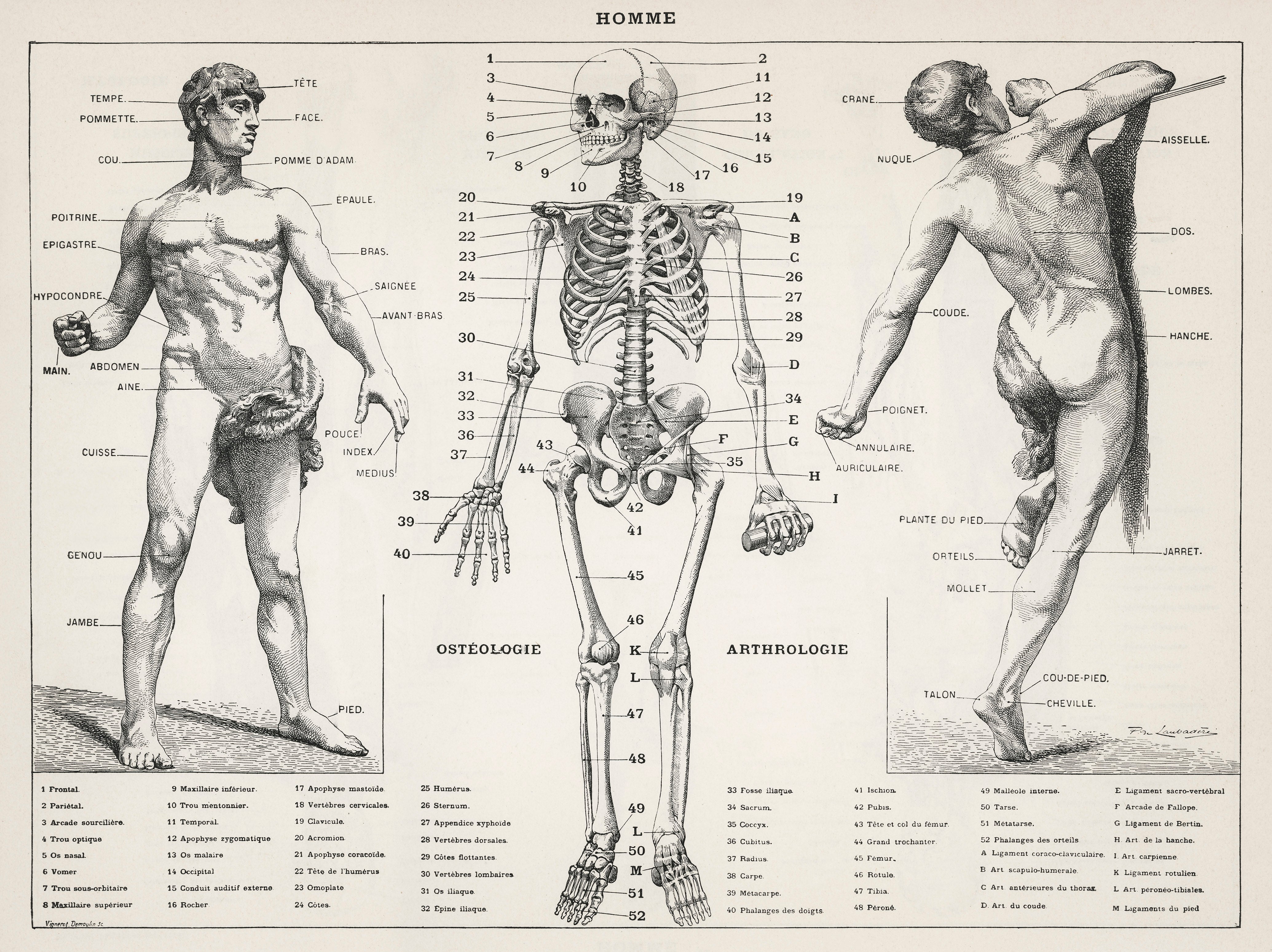 An antique illustration of the human body (1900) | Mapworld