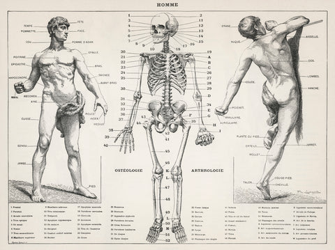 An antique illustration of the human body (1900) by Larousse, Pierre; Augé and Claude