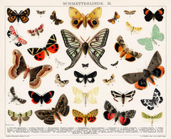 Antique Butterfly and Moth Lithograph Original Antique Insect Print by an unknown artist (1894)