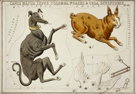Astronomical chart illustration of the Canis Major, Lepus, Columba Noachi and the Cela Sculptoris Zodiac (1831) by Sidney Hall
