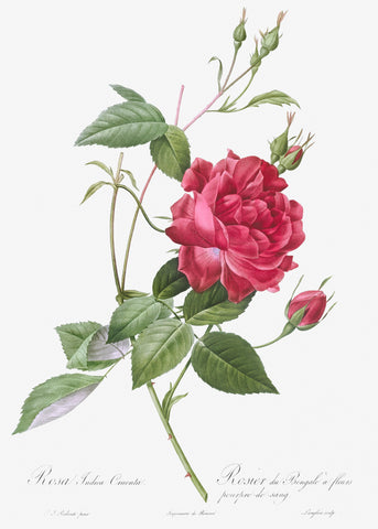 Blood-Red Bengal Rose, Rosa indica cruneta from Les Roses (1817–1824) by Pierre-Joseph Redouté