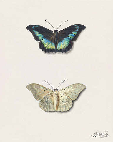 Boven- en onderaanzicht van een vlinder by Georgius Jacobus Johannes van Os (1782–1861)