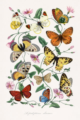 Butterfly & moth painting by Paul Gervais
