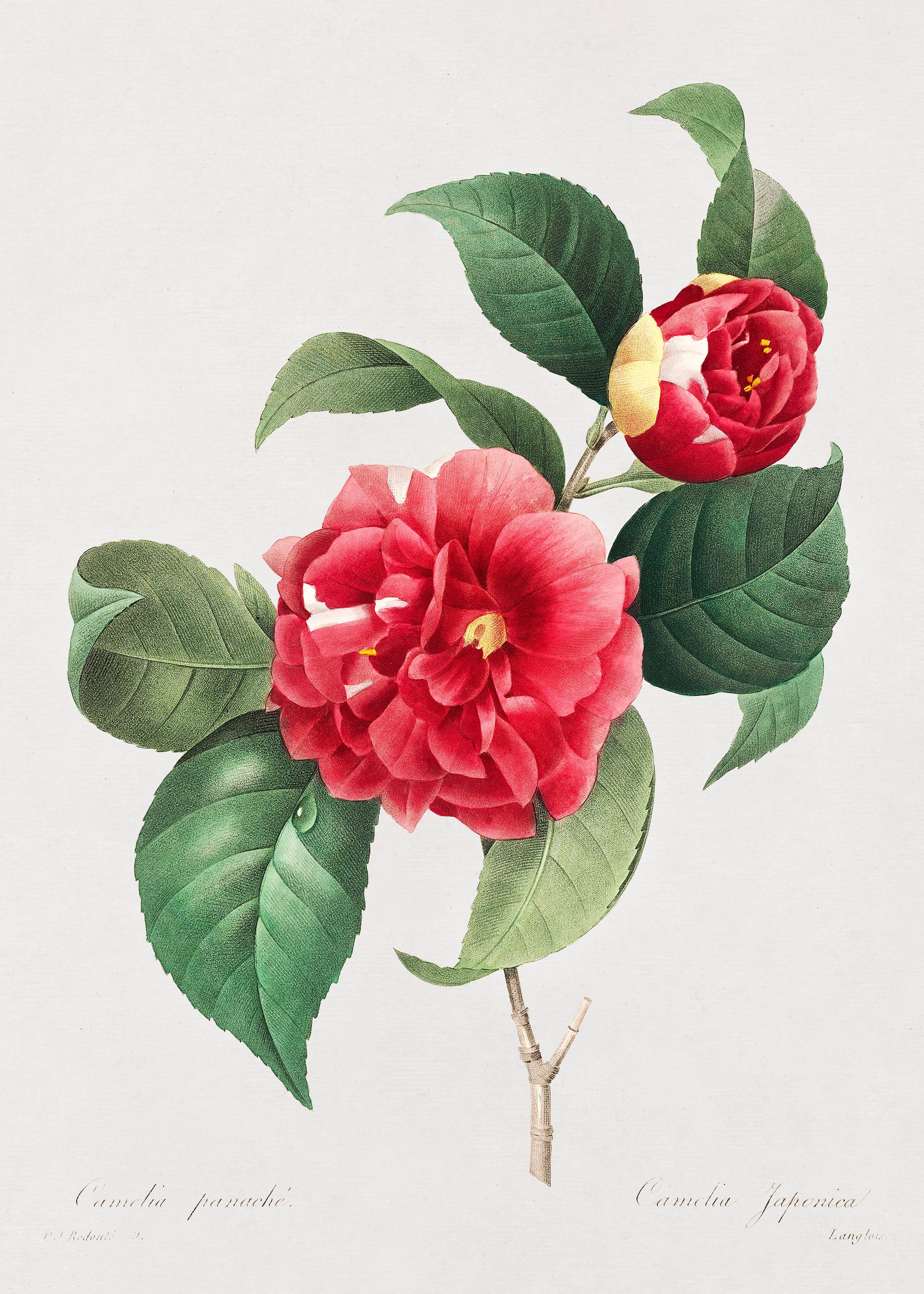Choix des plus belles fleurs :et des plus beaux | Mapworld