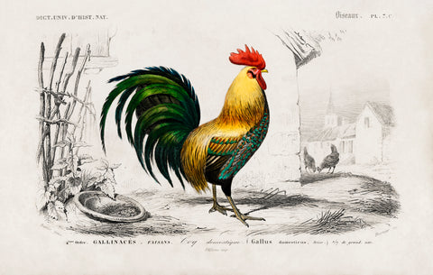 Cock illustrated by Charles Dessalines D'Orbigny (1806-1876)