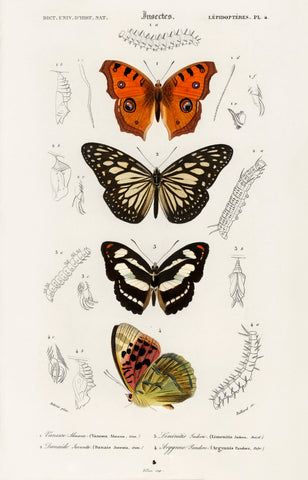 Collection of butterflies illustrated by Charles Dessalines D' Orbigny (1806-1876)