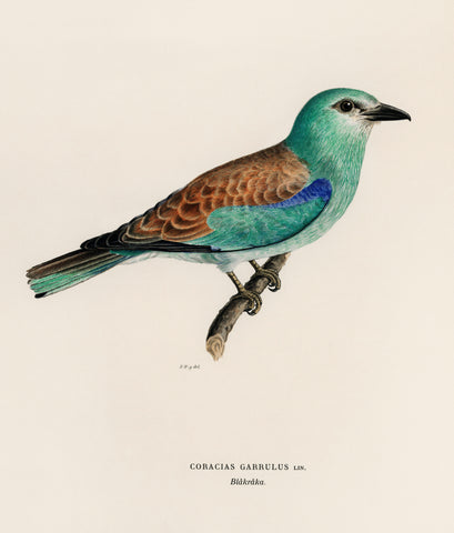 Coracias Garrulus Lin (European Roller) by Magnus Von Wright (1836)