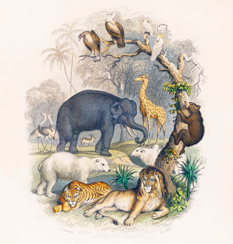 Cover of A history of the earth and animated nature (1820) by Oliver Goldsmith (1730-1774)