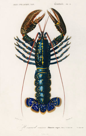 Crimson Crawfish (Palemon Ornatum) illustrated by Charles Dessalines D' Orbigny (1806-1876)