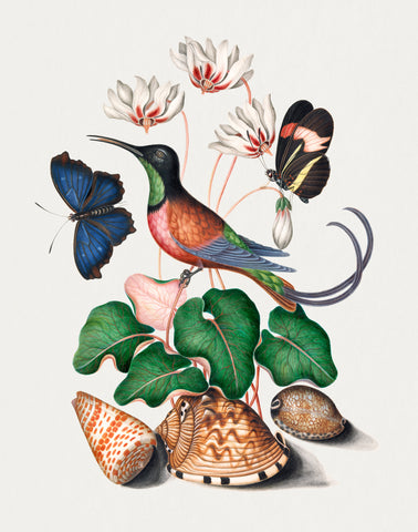 Crimson topaz hummingbird, Cyclamen, Red Postman and shells from the Natural History Cabinet of Anna Blackburne