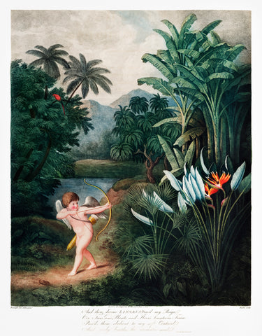 Cupid Inspiring Plants with Love from The Temple of Flora (1807) by Robert John Thornton