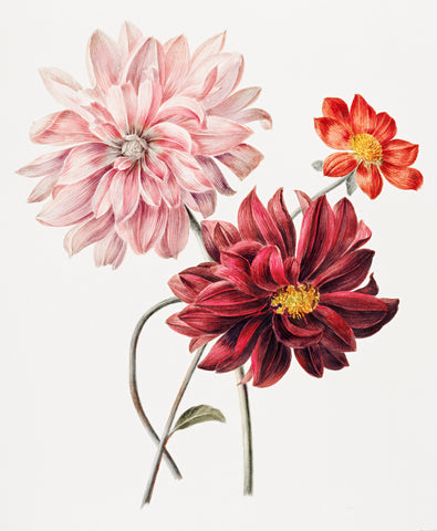 Dahlias by Willem Hekking (1806 –1862)