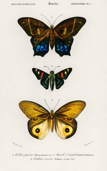 Different types of butterfly illustrated by Charles Dessalines D' Orbigny (1806-1876) | Mapworld
