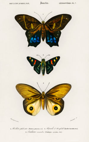 Different types of butterfly illustrated by Charles Dessalines D' Orbigny (1806-1876)