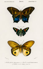 Different types of butterfly illustrated by Charles Dessalines D' Orbigny (1806-1876) | Mapworld