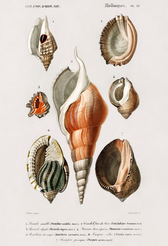 Different types of mollusks illustrated by Charles Dessalines D' Orbigny (1806-1876)