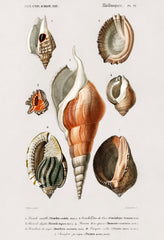 Different types of mollusks illustrated by Charles Dessalines D' Orbigny (1806-1876) | Mapworld