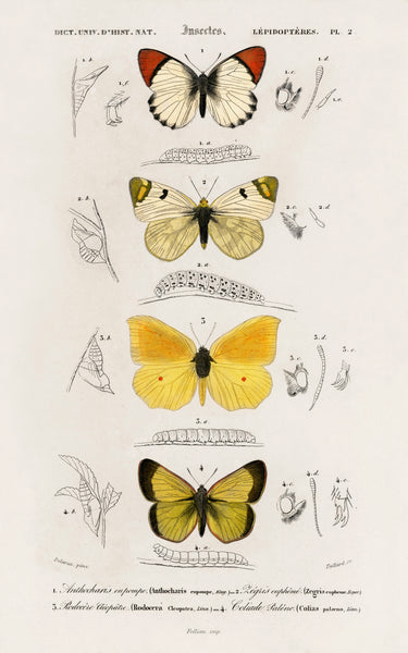 Different types of butterfly illustrated by Charles Dessalines D' Orbigny (1806-1876) | Mapworld