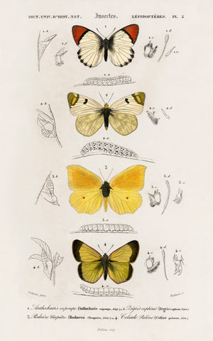 Different types of butterfly illustrated by Charles Dessalines D' Orbigny (1806-1876)