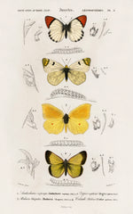 Different types of butterfly illustrated by Charles Dessalines D' Orbigny (1806-1876) | Mapworld