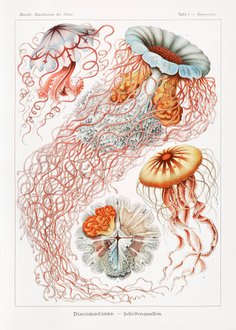 Discomedusae–Scheibenquallen from Kunstformen der Natur (1904) by Ernst Haeckel