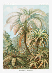 Filicinae–Laubfarne from Kunstformen der Natur (1904) by Ernst Haeckel
