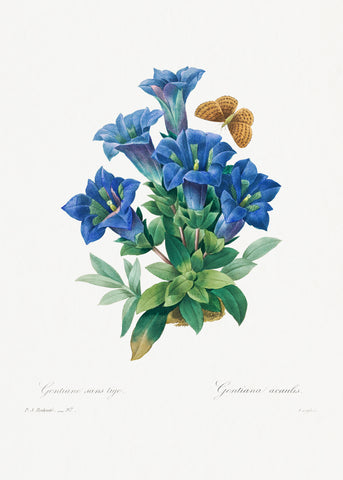 Gentiana Acaulis by Pierre-Joseph Redouté (1759–1840)
