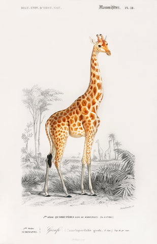 Giraffe (Giraffa camelopardalis) illustrated by Charles Dessalines D' Orbigny (1806-1876)